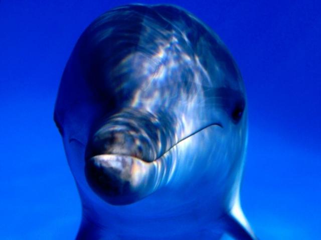 Delfin